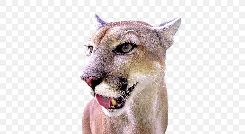 Cougar Lion Whiskers Big Cat, PNG, 600x450px, Cougar, Animal, Big Cat, Big Cats, Carnivoran Download Free