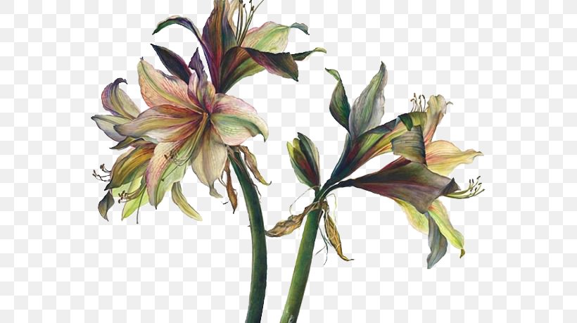 Floral Design Art Watercolor Painting Drawing, PNG, 564x459px, Floral Design, Amaryllis Belladonna, Art, Artificial Flower, Artist Download Free