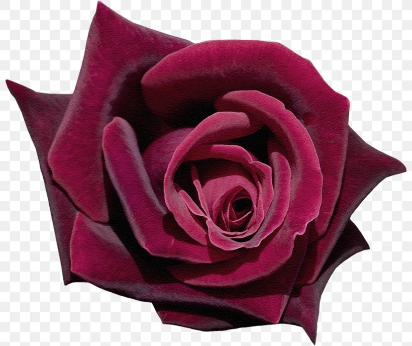 Garden Roses Footage Flower Petal, PNG, 800x688px, Garden Roses, Birthday, Cut Flowers, Film Editing, Floribunda Download Free