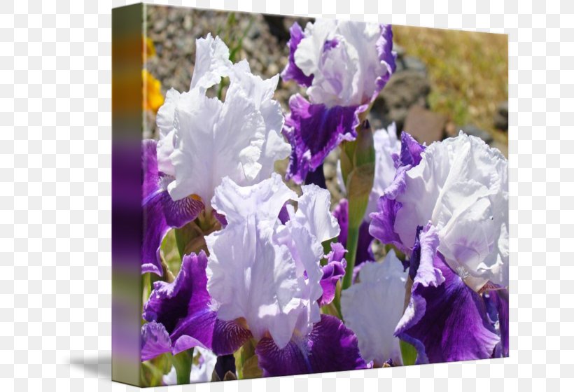 Irises Bellflower Violet Lavender, PNG, 650x560px, Irises, Art, Bellflower, Bellflower Family, Canvas Download Free