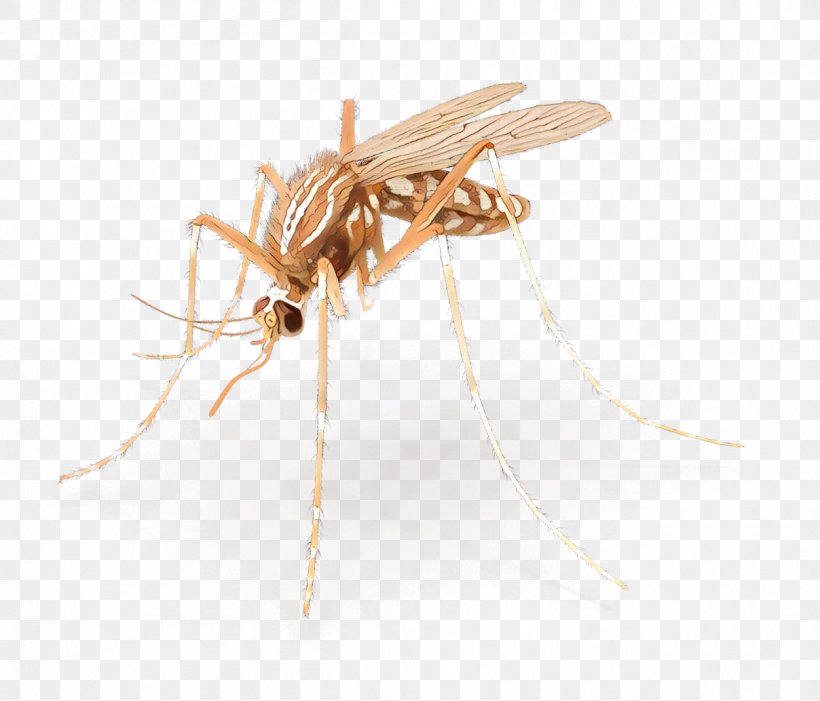 Mosquito Insect, PNG, 1208x1033px, Mosquito, Insect, Membrane, Membranewinged Insect, Parasite Download Free