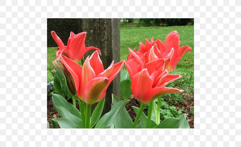 Tulip Petal Annual Plant, PNG, 500x500px, Tulip, Annual Plant, Flower, Flowering Plant, Lily Family Download Free