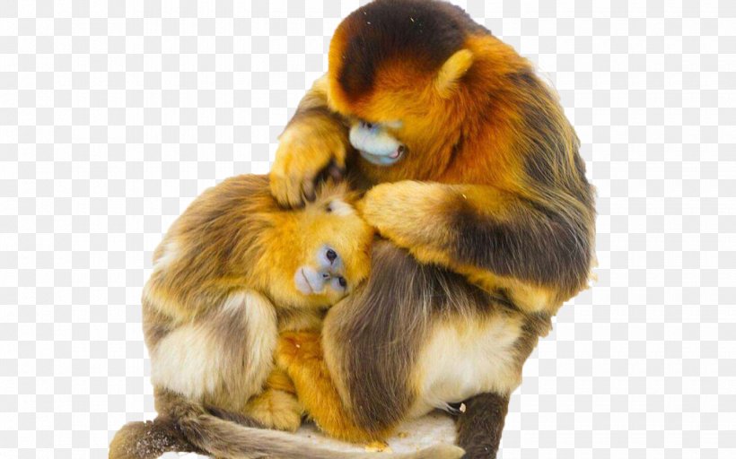 Ape Snub-nosed Monkey Euclidean Vector, PNG, 1440x900px, Ape, Fur, Golden Monkey, Gratis, Mammal Download Free