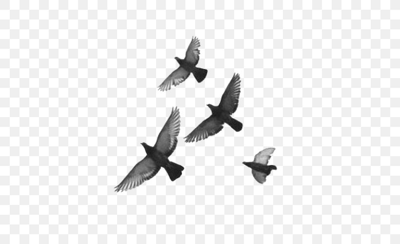 Bird Pigeons And Doves Image Feather Drawing, PNG, 500x500px, Bird, Animal, Beak, Black And White, Drawing Download Free