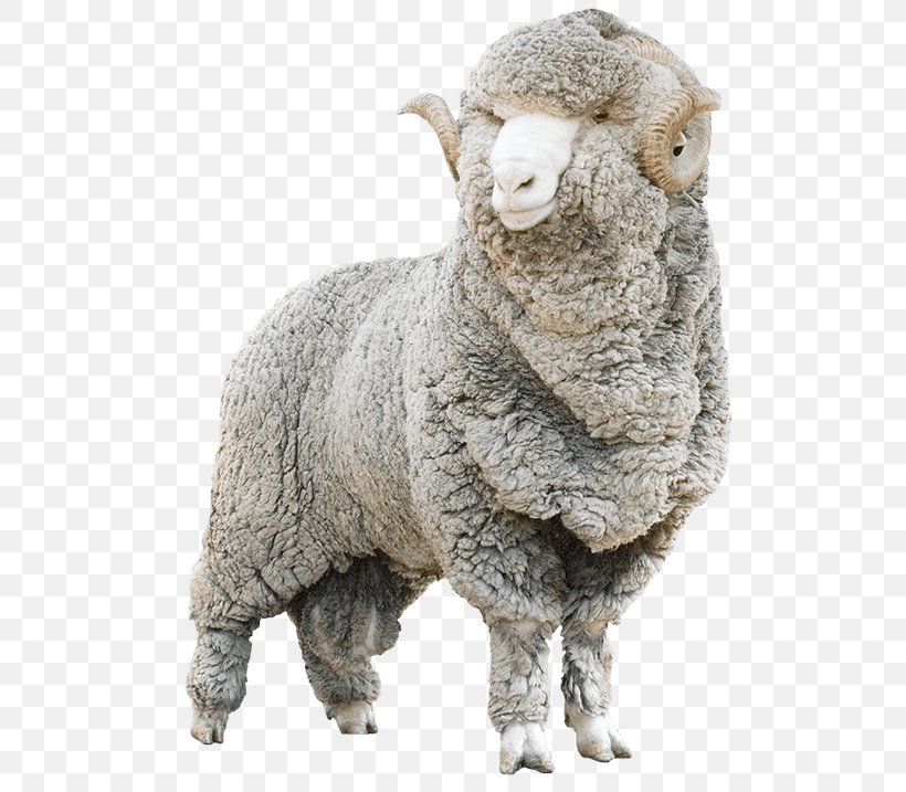 Merino Wool Allbirds Sheep Shearing Goat, PNG, 793x717px, Merino, Allbirds, Animal, Animal Figure, Coat Download Free
