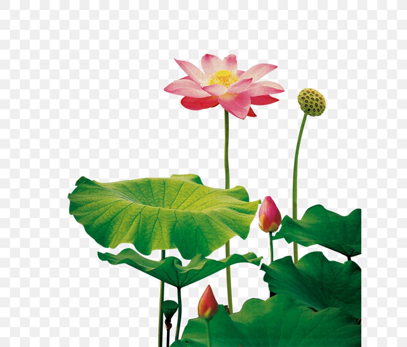 Nelumbo Nucifera Lotus Seed Template, PNG, 637x700px, Nelumbo Nucifera, Annual Plant, Aquatic Plant, Coreldraw, Designer Download Free