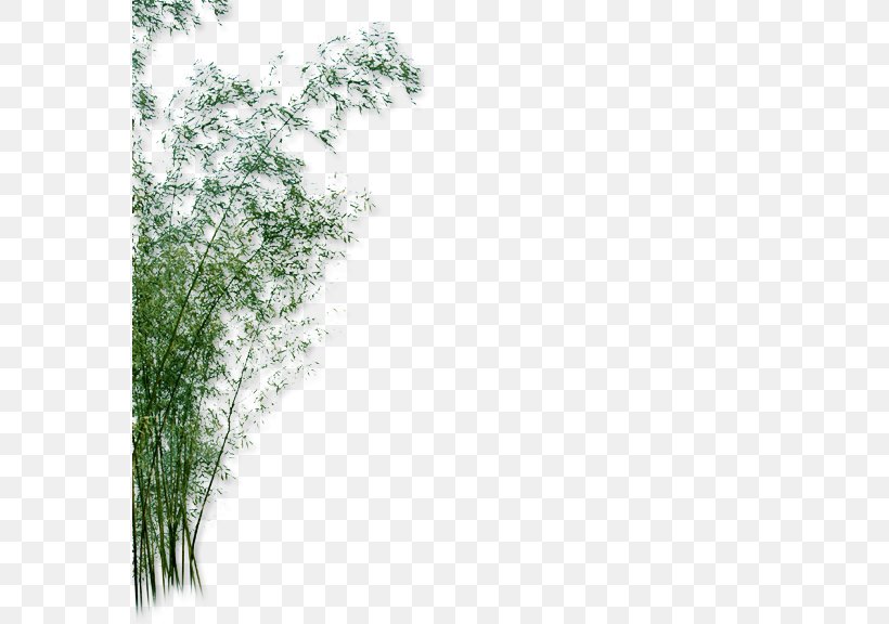 Bamboo Green Garden Yard, PNG, 576x576px, Bamboo, Black And White, Chimonobambusa Quadrangularis, Facade, Garden Download Free