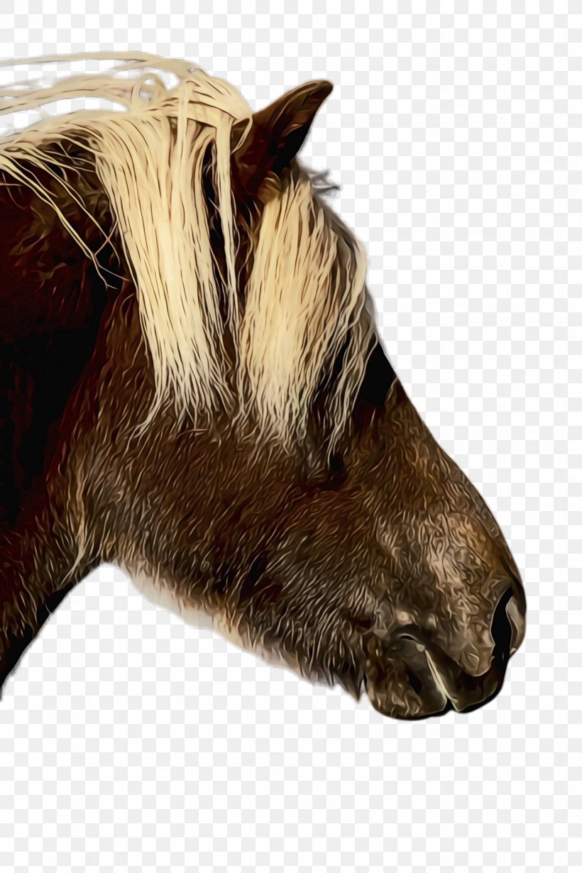 Horse Cartoon, PNG, 1632x2448px, Shetland Pony, Brown, Closeup, Halter, Head Download Free