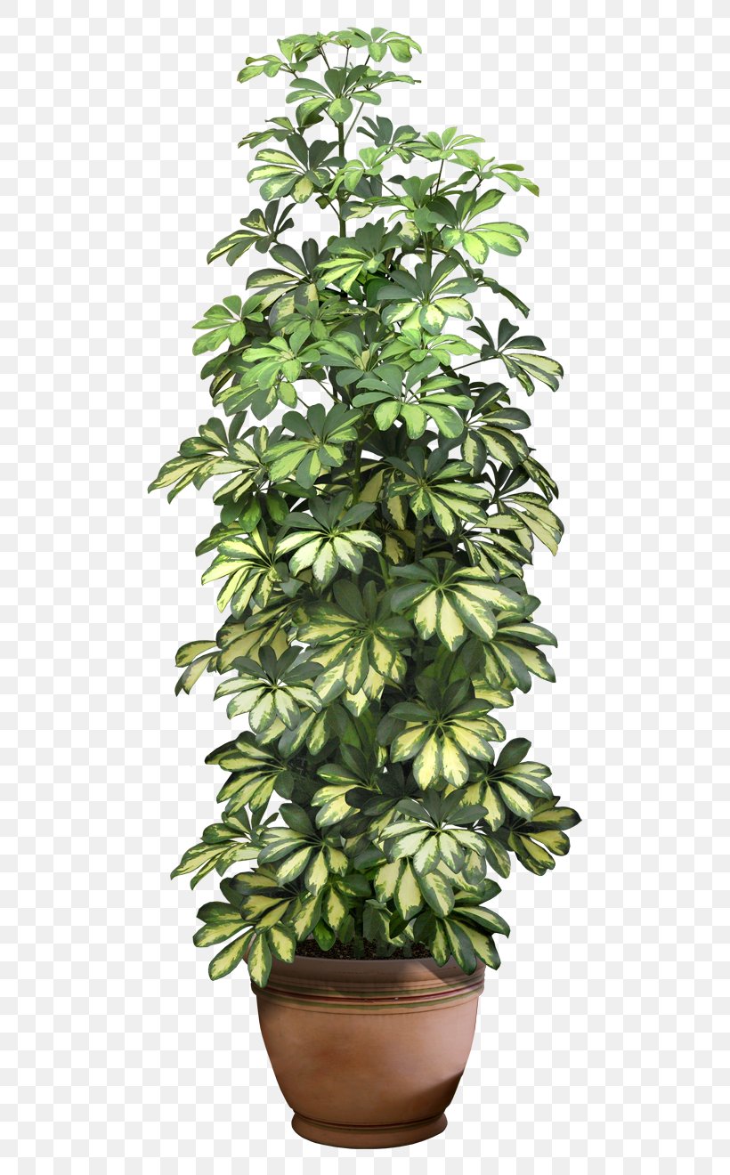 Plant Tree Clip Art, PNG, 560x1320px, Plant, Evergreen, Flowerpot, Houseplant, Image File Formats Download Free