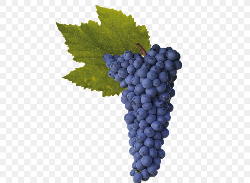 Sultana Shiraz Grape Wine Rotundone, PNG, 600x600px, Sultana, Alcoholic Drink, Berry, Common Grape Vine, Fermentation Download Free
