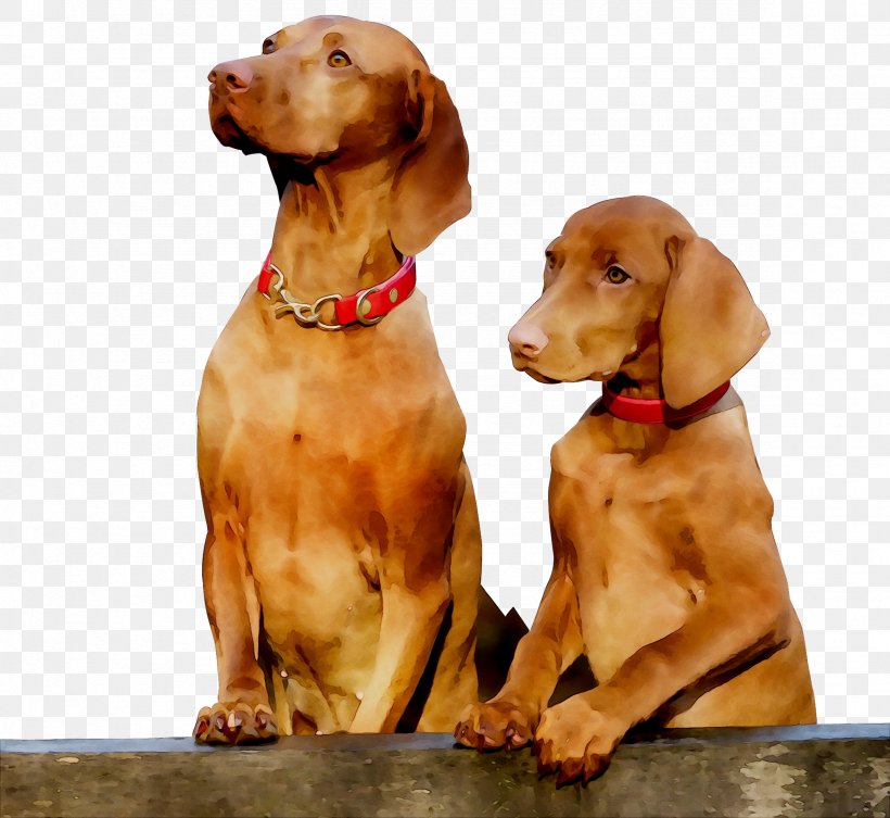 Vizsla Dog Breed Companion Dog Pointing Dog Gun Dog, PNG, 2353x2161px, Vizsla, Animal, Breed, Canidae, Carnivore Download Free