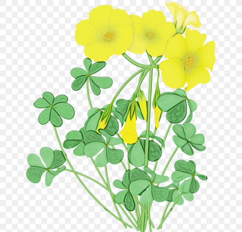 Flower Flowering Plant Plant Yellow Leaf, PNG, 643x788px, Watercolor, Creeping Wood Sorrel, Flower, Flowering Plant, Leaf Download Free