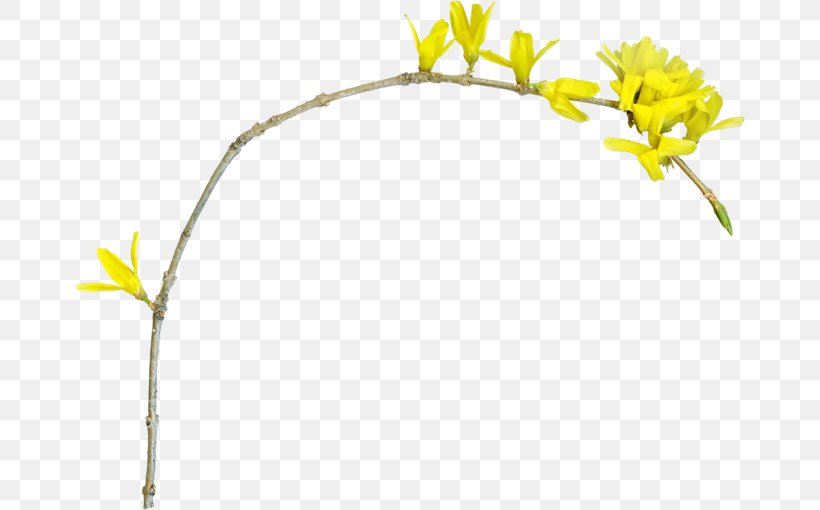 Flower Yellow Image Branch, PNG, 670x510px, Flower, Autumn, Branch, Centerblog, Color Download Free