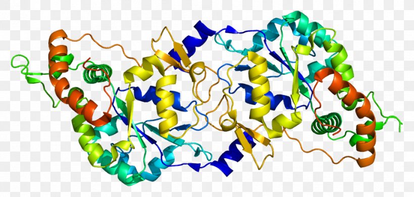 HS3ST3A1 Sulfotransferase Enzyme Gene HS3ST3B1, PNG, 958x456px, Sulfotransferase, Area, Biosynthesis, Dna, Enzyme Download Free