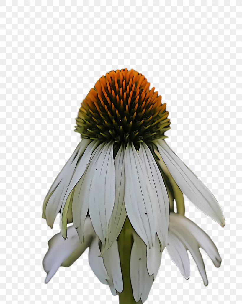 Purple Coneflower Coneflower Flower Plant Petal, PNG, 1784x2244px, Purple Coneflower, Coneflower, Daisy Family, Flower, Petal Download Free