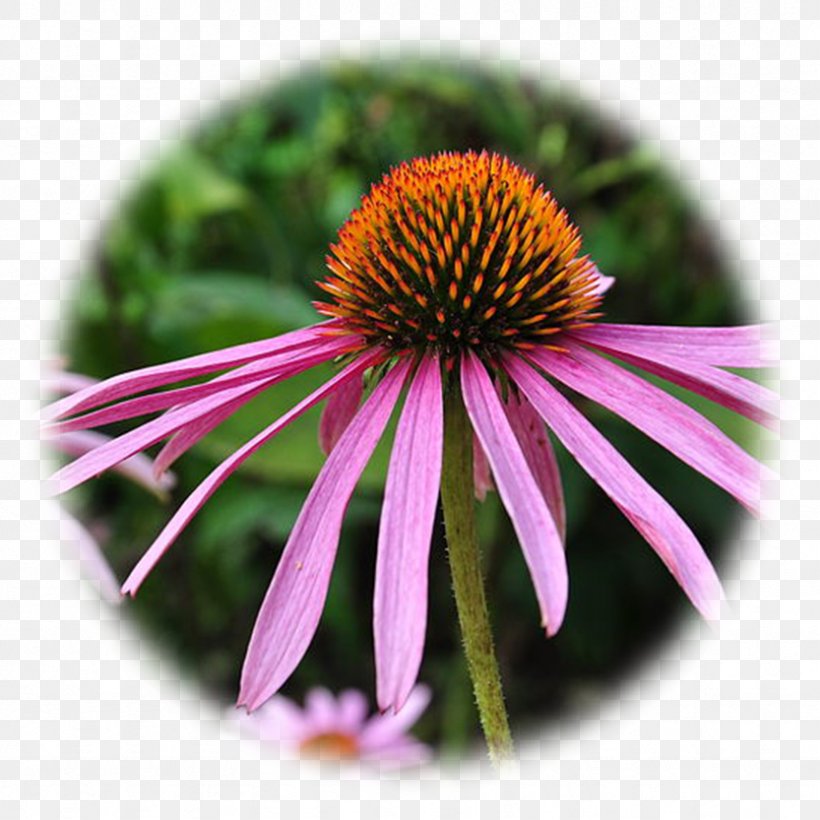 Purple Coneflower Echinacea Angustifolia Perennial Plant Phytotherapy Echinacea Pallida, PNG, 833x833px, Purple Coneflower, Aster, Chaste Tree, Common Cold, Coneflower Download Free