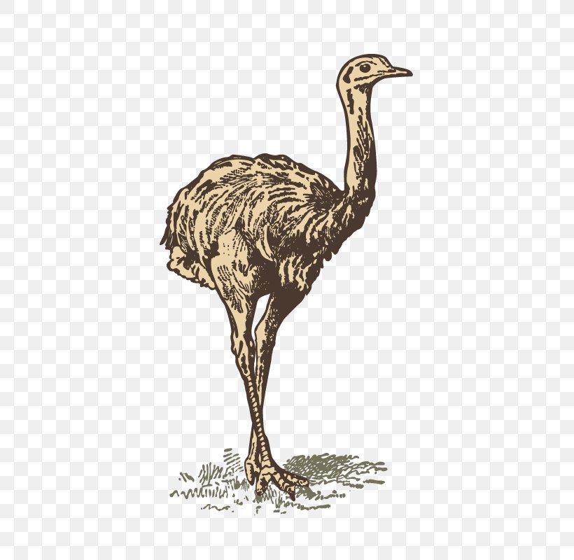 Common Ostrich Bird, PNG, 800x800px, Common Ostrich, Animal, Beak, Bird, Cartoon Download Free