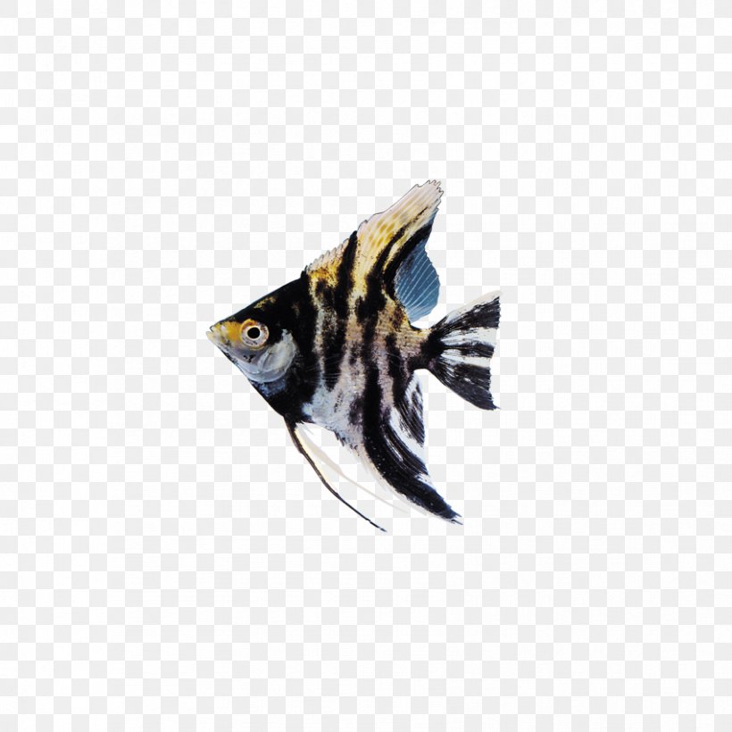 Ornamental Fish Clip Art, PNG, 851x851px, Fish, Aardewerk, Aquarium, Bird, Megabyte Download Free