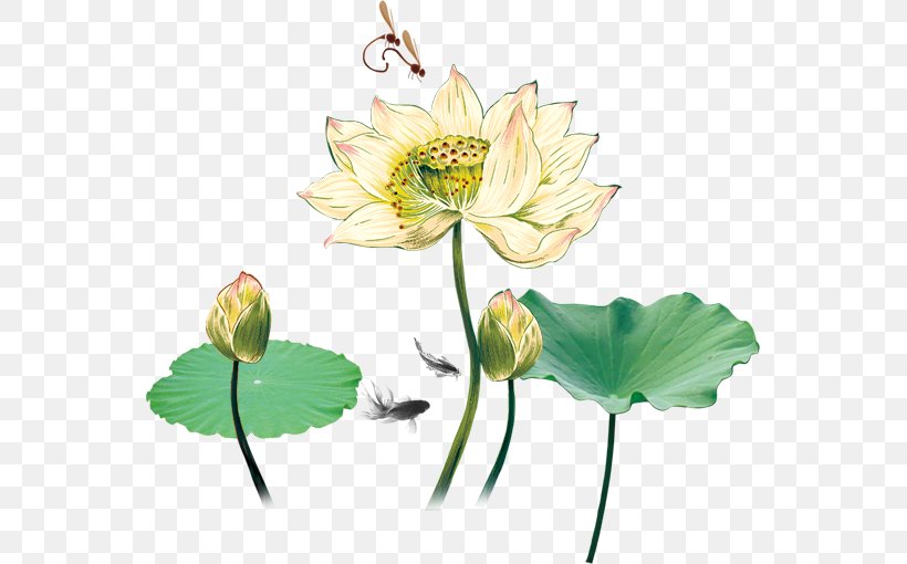 Nelumbo Nucifera Software RGB Color Model, PNG, 555x510px, Nelumbo Nucifera, Adobe Systems, Aquatic Plant, Cartoon, Color Download Free