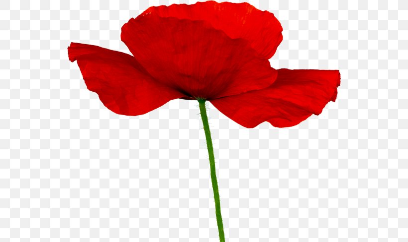 Remembrance Poppy Clip Art, PNG, 550x488px, Poppy, Coquelicot, Cut Flowers, Flower, Flowering Plant Download Free