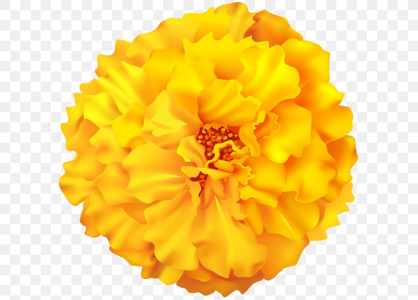 Yellow Image Orange Color Flower, PNG, 600x589px, Yellow, Calendula, Chrysanthemum, Color, Cut Flowers Download Free