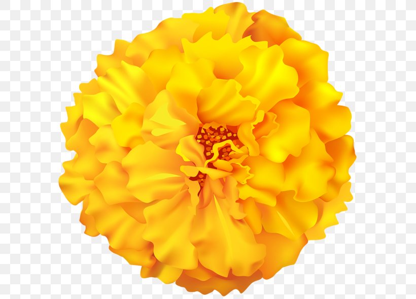 yellow image orange color flower png 600x589px yellow calendula chrysanthemum color cut flowers download free yellow image orange color flower png