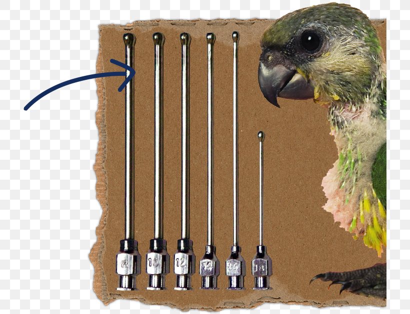 Bird Parakeet Fauna Feather Beak, PNG, 726x629px, Bird, Beak, Bird Supply, Cage, Common Pet Parakeet Download Free