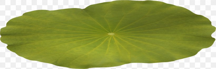 Centerblog Magnolia Zen, PNG, 1454x470px, Centerblog, Annual Plant, Blog, Flower, Leaf Download Free