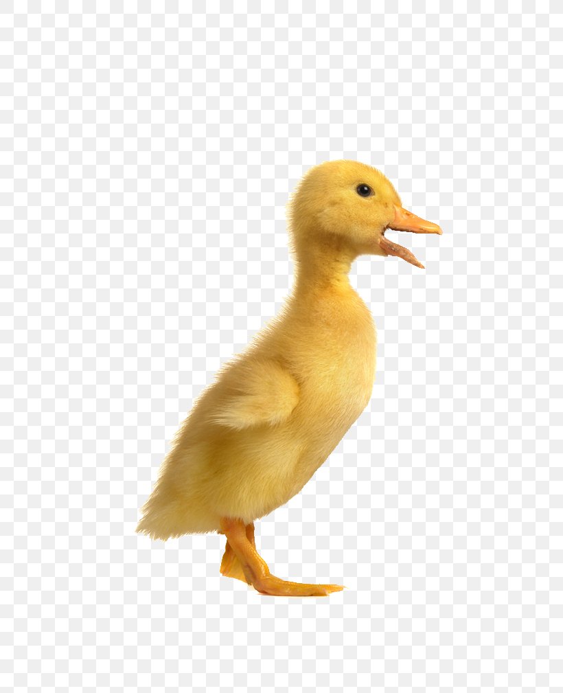 Duck Chicken Poultry Goose, PNG, 685x1009px, Duck, Beak, Bird, Cartoon, Chicken Download Free