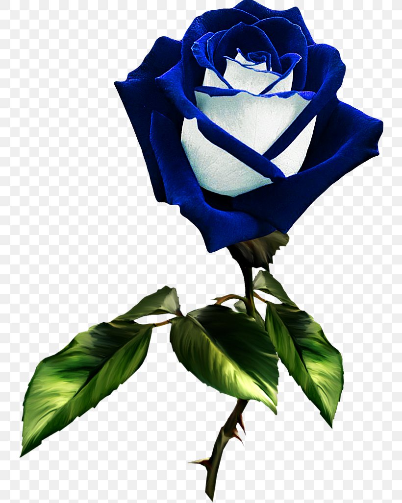 Garden Roses Blue Rose Flower Rosa Gallica, PNG, 744x1027px, Garden Roses, Blue, Blue Rose, Centifolia Roses, Color Download Free