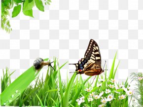 Snail And Butterfly - Butterfly Emerald Green Snail PNG
