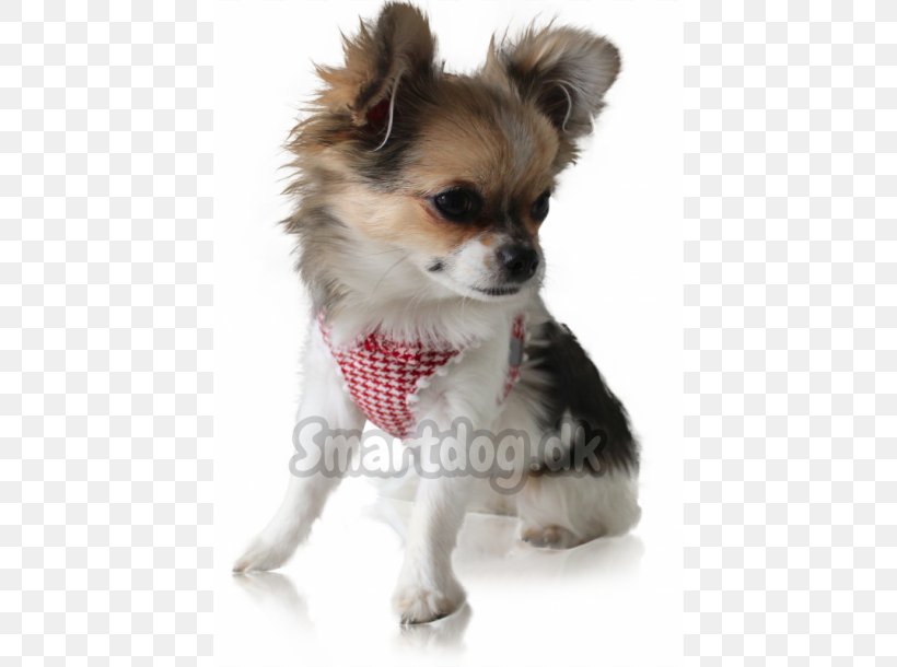 Chihuahua Puppy Dog Breed Companion Dog Toy Dog, PNG, 610x610px, Chihuahua, Breed, Breed Group Dog, Carnivoran, Companion Dog Download Free