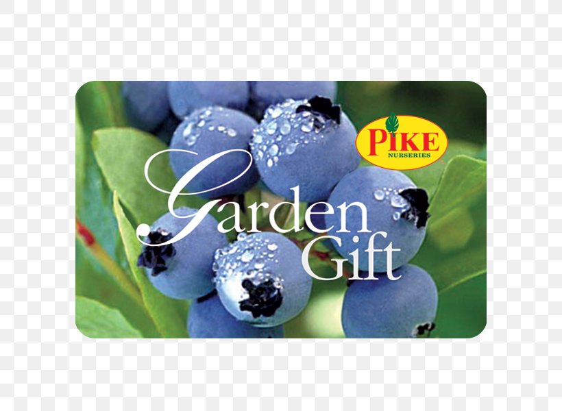 Highbush Blueberry Muscadine Bilberry Shrub, PNG, 600x600px, Blueberry, Berry, Bilberry, Boxthorns, Bromeliads Download Free