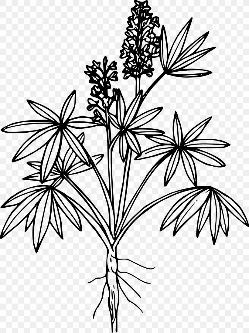 Line Art Drawing European Yellow Lupine Clip Art, PNG, 1793x2400px, Line Art, Black And White, Branch, Color, Coloring Book Download Free