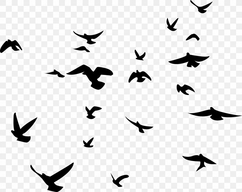 Bird Wall Decal Silhouette Wallhogs, PNG, 3456x2746px, Bird, Beak, Bird Flight, Bird Migration, Black And White Download Free
