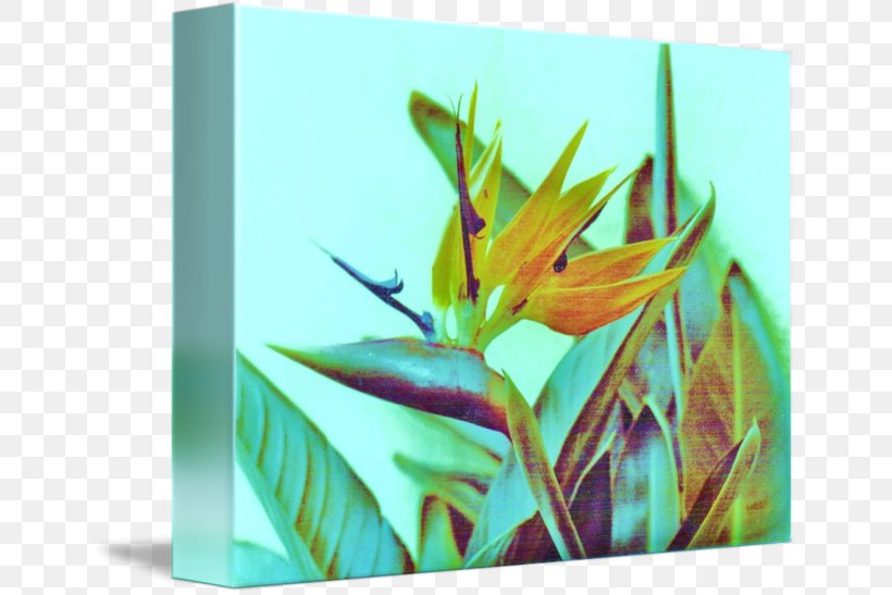 Flower Rectangle Leaf, PNG, 650x547px, Flower, Grass, Leaf, Plant, Rectangle Download Free