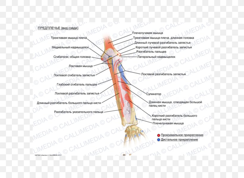 Forearm Human Anatomy Muscle Biceps, PNG, 600x600px, Watercolor, Cartoon, Flower, Frame, Heart Download Free