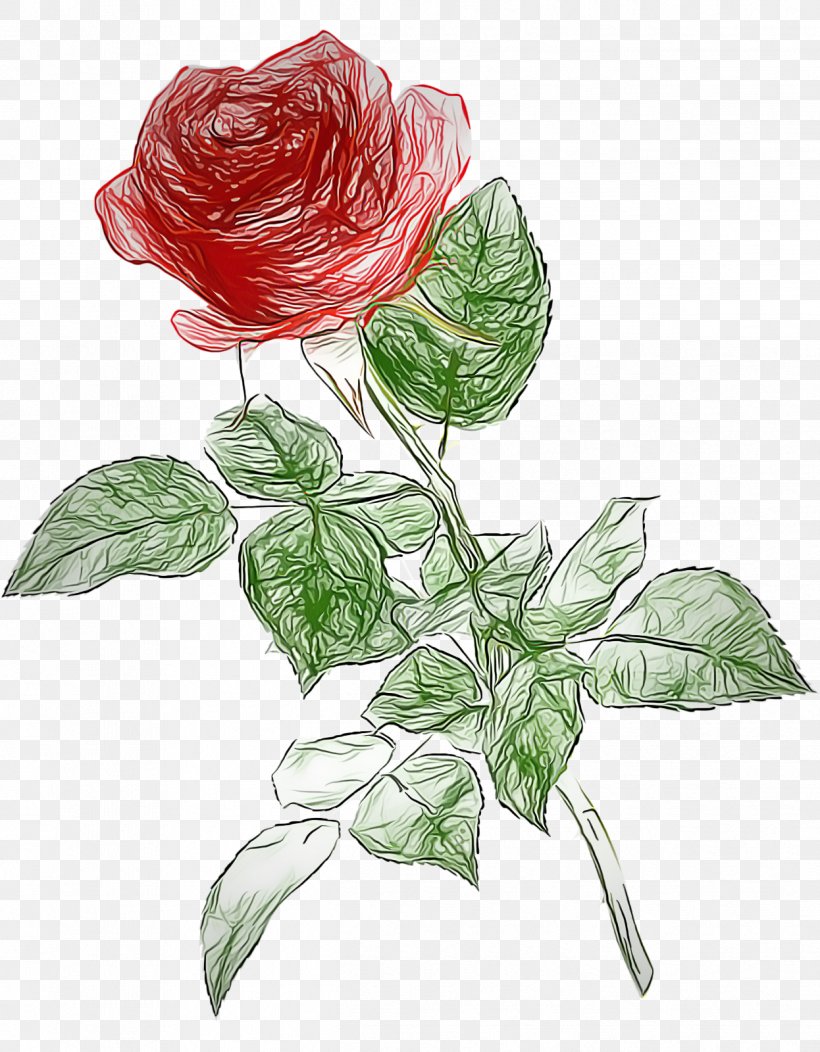 Garden Roses, PNG, 1246x1600px, Flower, Anthurium, China Rose, Flowering Plant, Garden Roses Download Free
