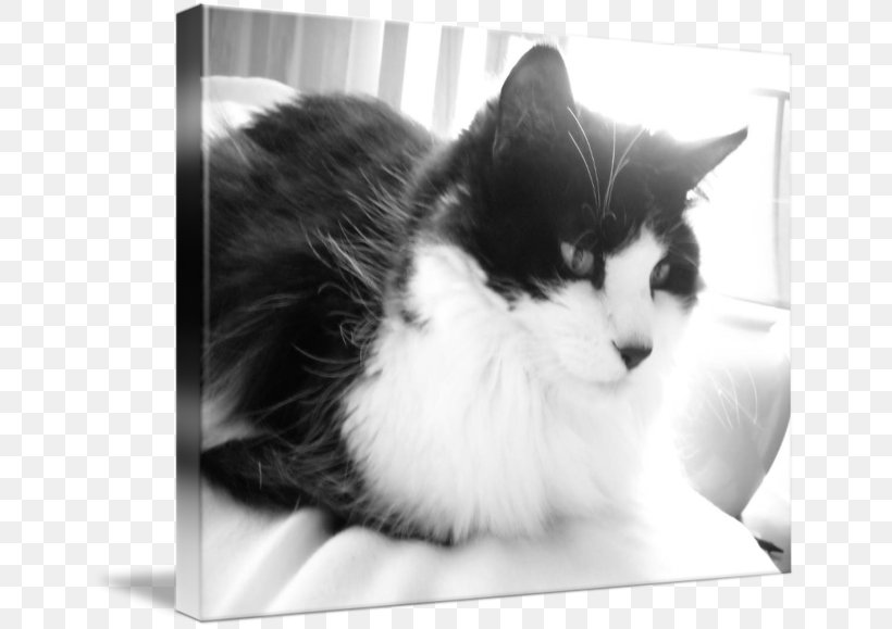 Persian Cat Maine Coon Black Cat Domestic Long-haired Cat White, PNG, 650x579px, Persian Cat, Black, Black And White, Black Cat, Cat Download Free