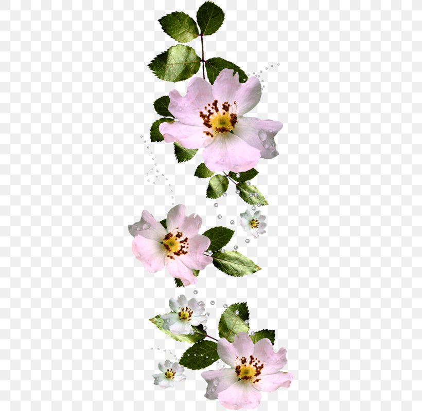 Petal Favourite Flowers Of Garden And Greenhouse Garden Roses Clip Art, PNG, 324x800px, Petal, Blossom, Branch, Cut Flowers, Flora Download Free