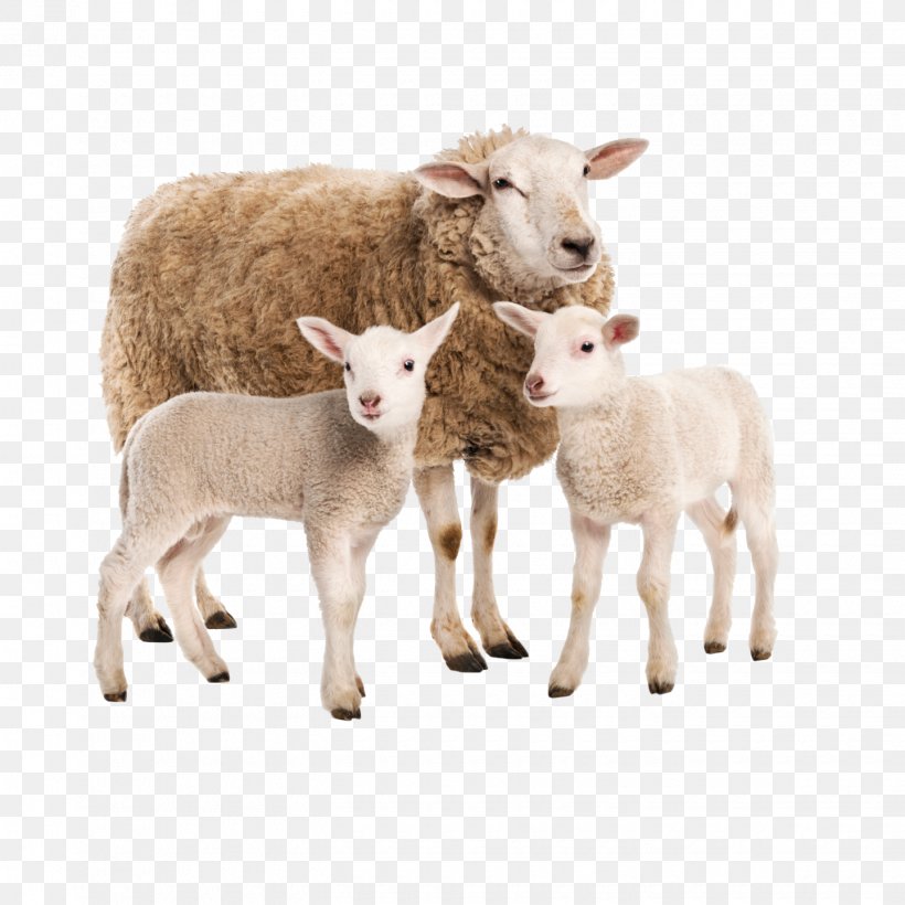 Sheep Boer Goat Livestock Beef Cattle Baka, PNG, 1440x1440px, Sheep, Baka, Barn, Beef Cattle, Boer Goat Download Free
