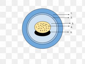 Amphibian - Amphibian Reptile Egg Amniote Vitelline Membrane PNG