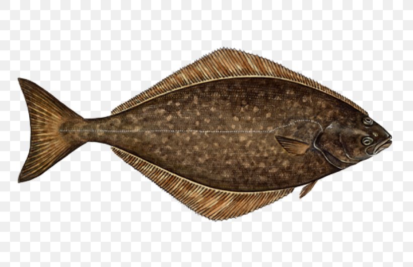 Atlantic Halibut Flatfish Sustainable Seafood, PNG, 800x530px, Halibut, Alaska Pollock, Atlantic Cod, Atlantic Halibut, California Halibut Download Free