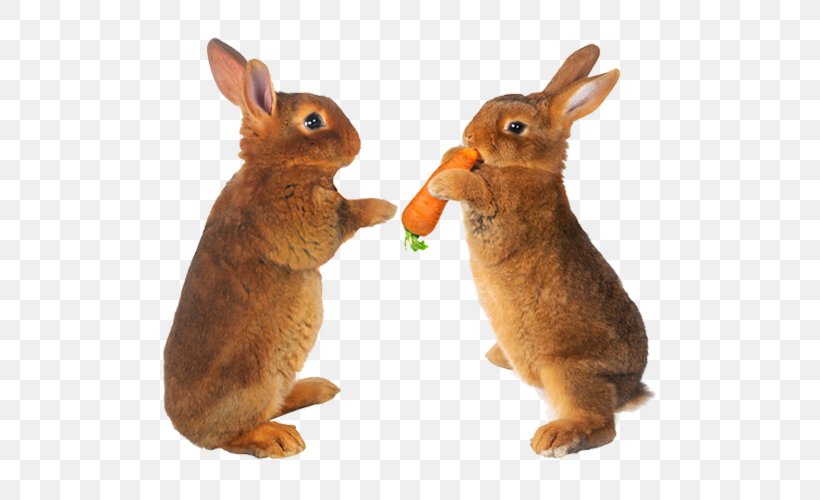 Easter Bunny Hare Carrot Stock Photography Pet, PNG, 618x500px, Easter Bunny, Animal, Carrot, Domestic Rabbit, Eating Download Free