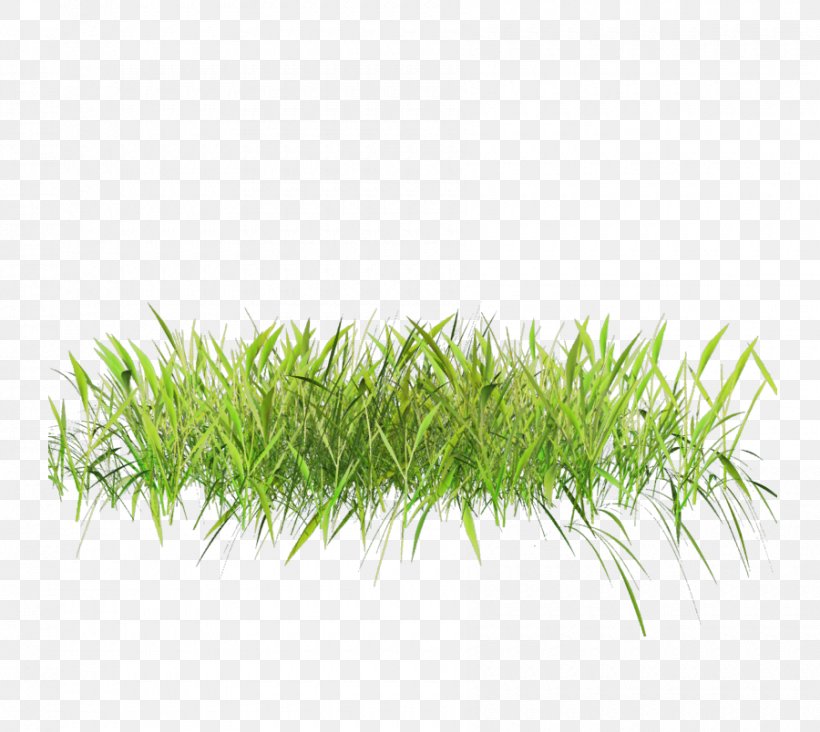 Lawn Grasses Clip Art, PNG, 900x804px, Lawn, Artificial Turf, Grass, Grass Family, Grasses Download Free