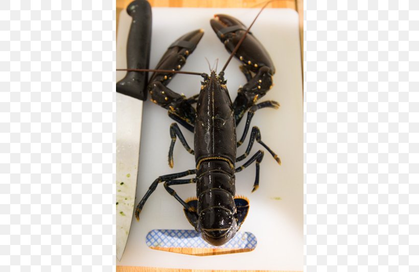 Rhubaba Gallery And Studios Lobster Creative Scotland Subjective Character Of Experience Insect, PNG, 800x533px, Lobster, Animal Source Foods, Arthropod, Artist, Creative Scotland Download Free
