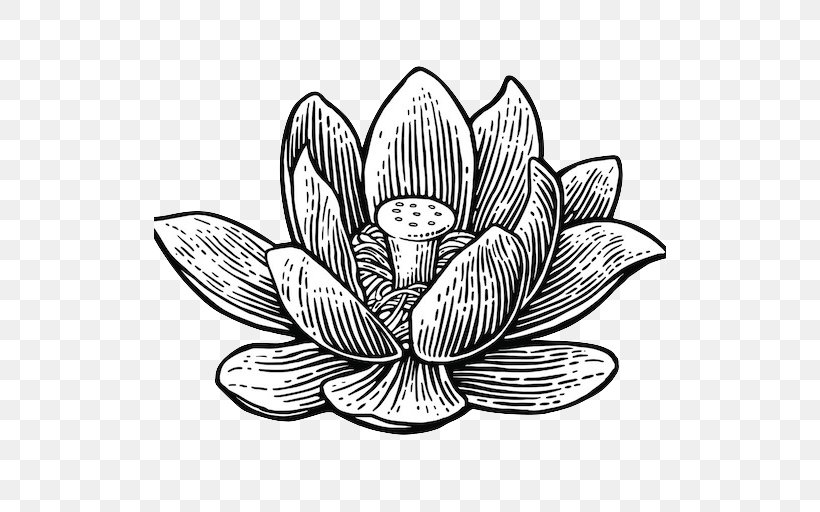 Vector Graphics Illustration Sacred Lotus Drawing Clip Art, PNG, 512x512px, Sacred Lotus, Artwork, Black And White, Drawing, Engraving Download Free