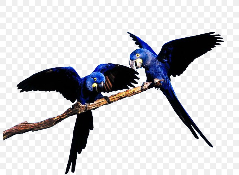 Blue-throated Macaw Blue-and-yellow Macaw Bird Great Green Macaw, PNG, 800x600px, Bluethroated Macaw, Beak, Bird, Blueandyellow Macaw, Feather Download Free