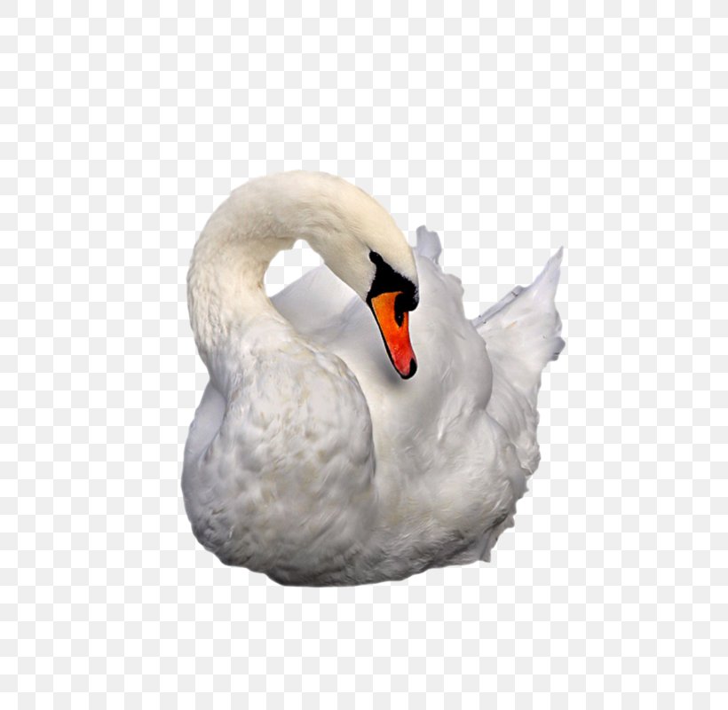 Cygnini Duck Beak Nature, PNG, 560x800px, Cygnini, Beak, Bird, Duck, Ducks Geese And Swans Download Free