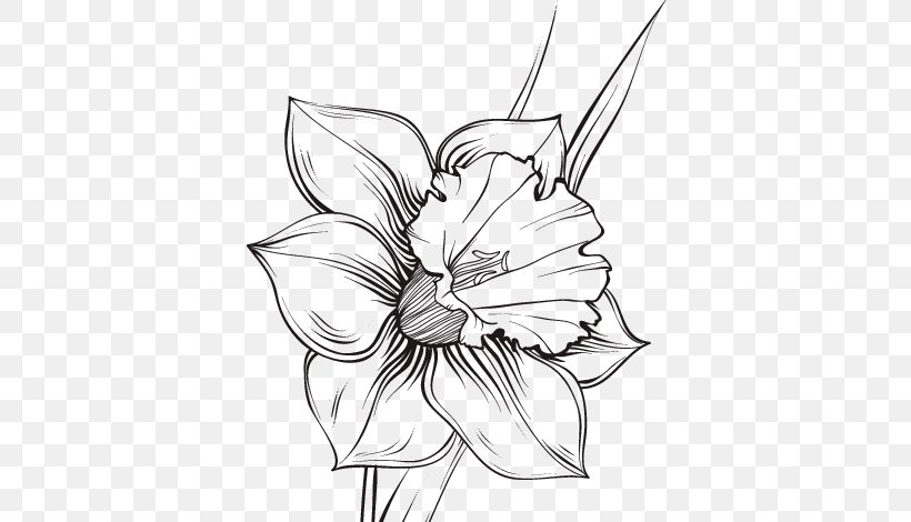 Echo And Narcissus Drawing Line Art, PNG, 600x470px, Narcissus, Artwork, Black And White, Coloring Book, Cut Flowers Download Free